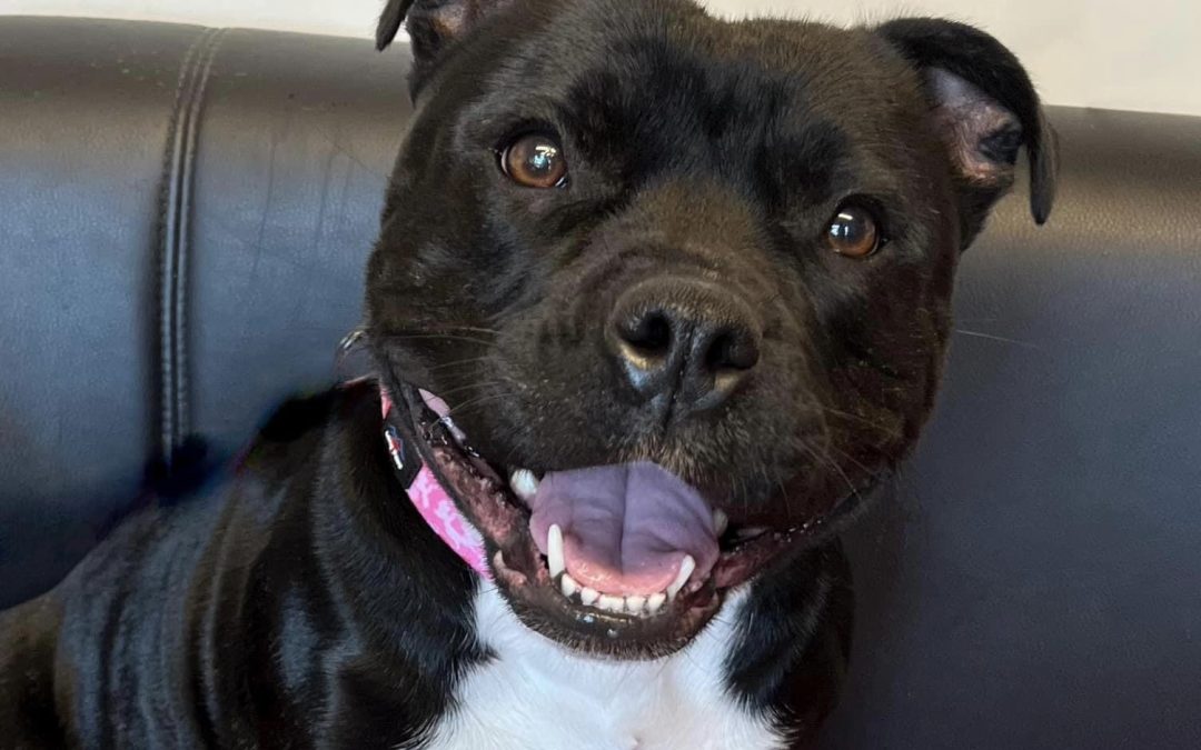 PETS | Can you help Hereford and Worcester Animal Rescue find a home for beautiful Bella 
