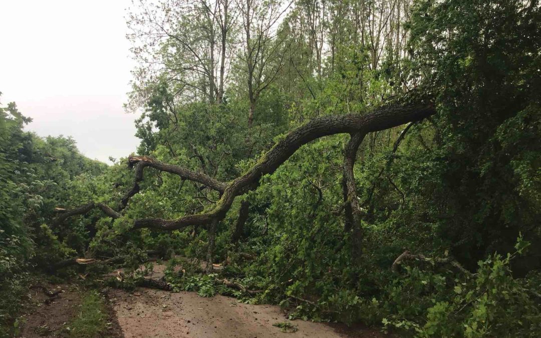 NEWS | An emergency road closure is in place in Herefordshire this afternoon due to a fallen tree 