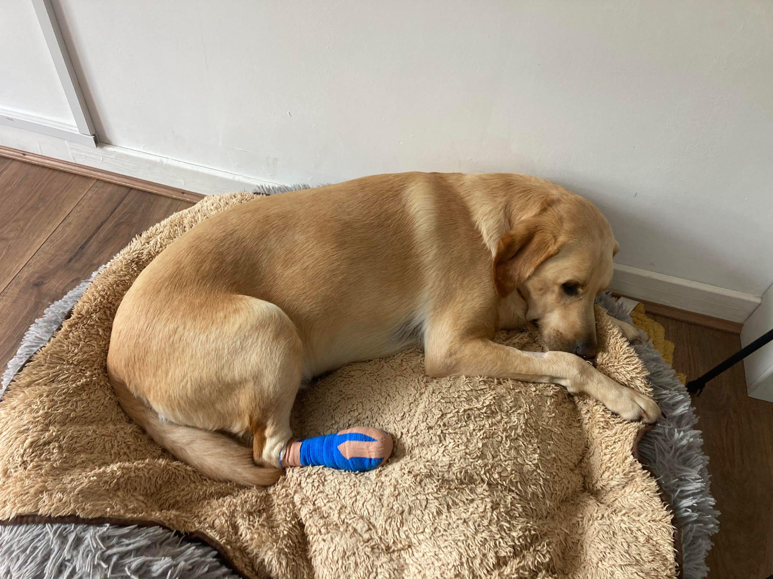 NEWS Dog owner issues warning to dog walkers in Hereford after her