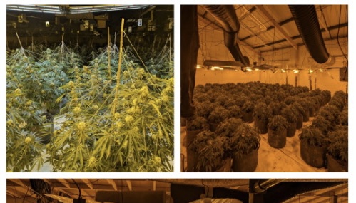 NEWS | West Mercia Police recover cannabis plants with a street value of more than £800,000 from an industrial estate