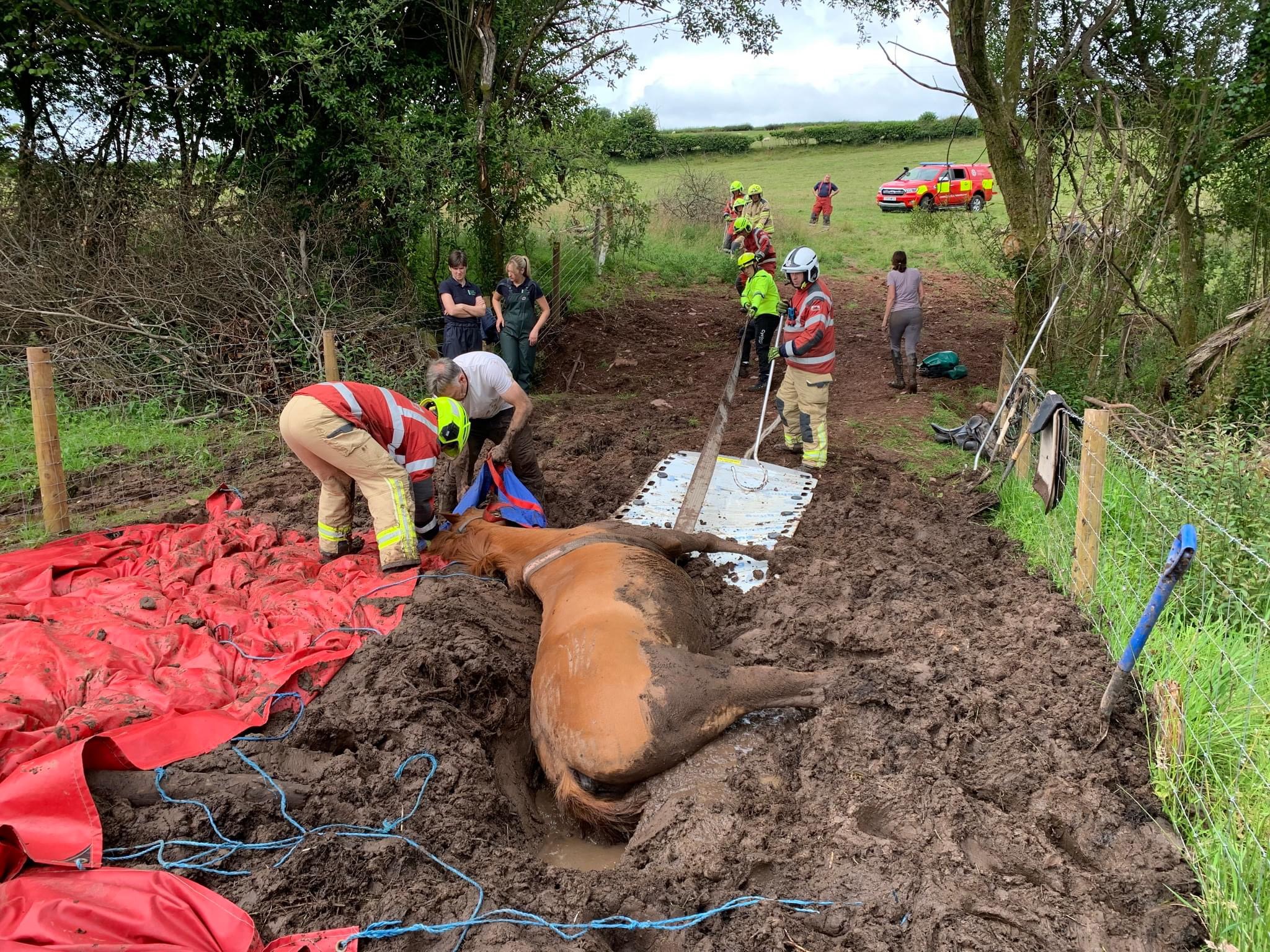 NEWS | Fire and Rescue Service crew help rescue a 20-year-old horse that was stuck in deep mud