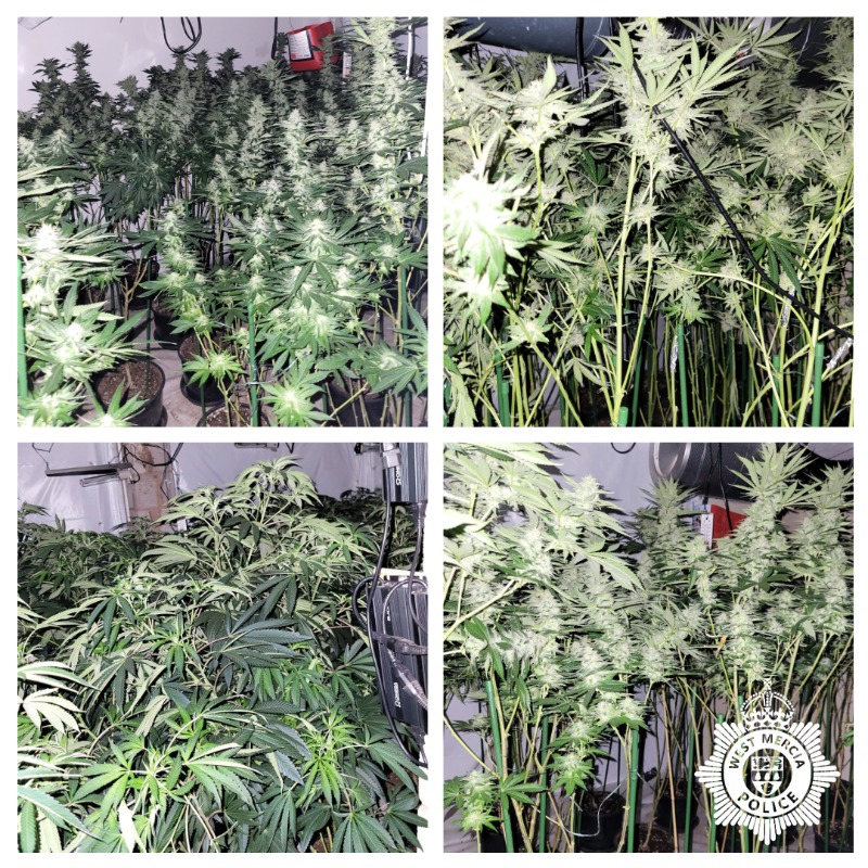 NEWS | Almost 500 cannabis plants with an estimated street value of £457,000 have been seized by police in two separate warrants