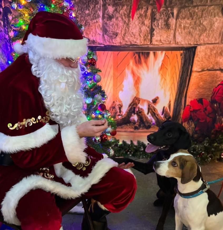 FEATURED | Take your dog to visit Santa in Herefordshire this festive period with treats for all attending!