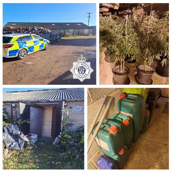 NEWS | Two men were arrested after a cannabis grow of approximately 1,500 plants was discovered by Police