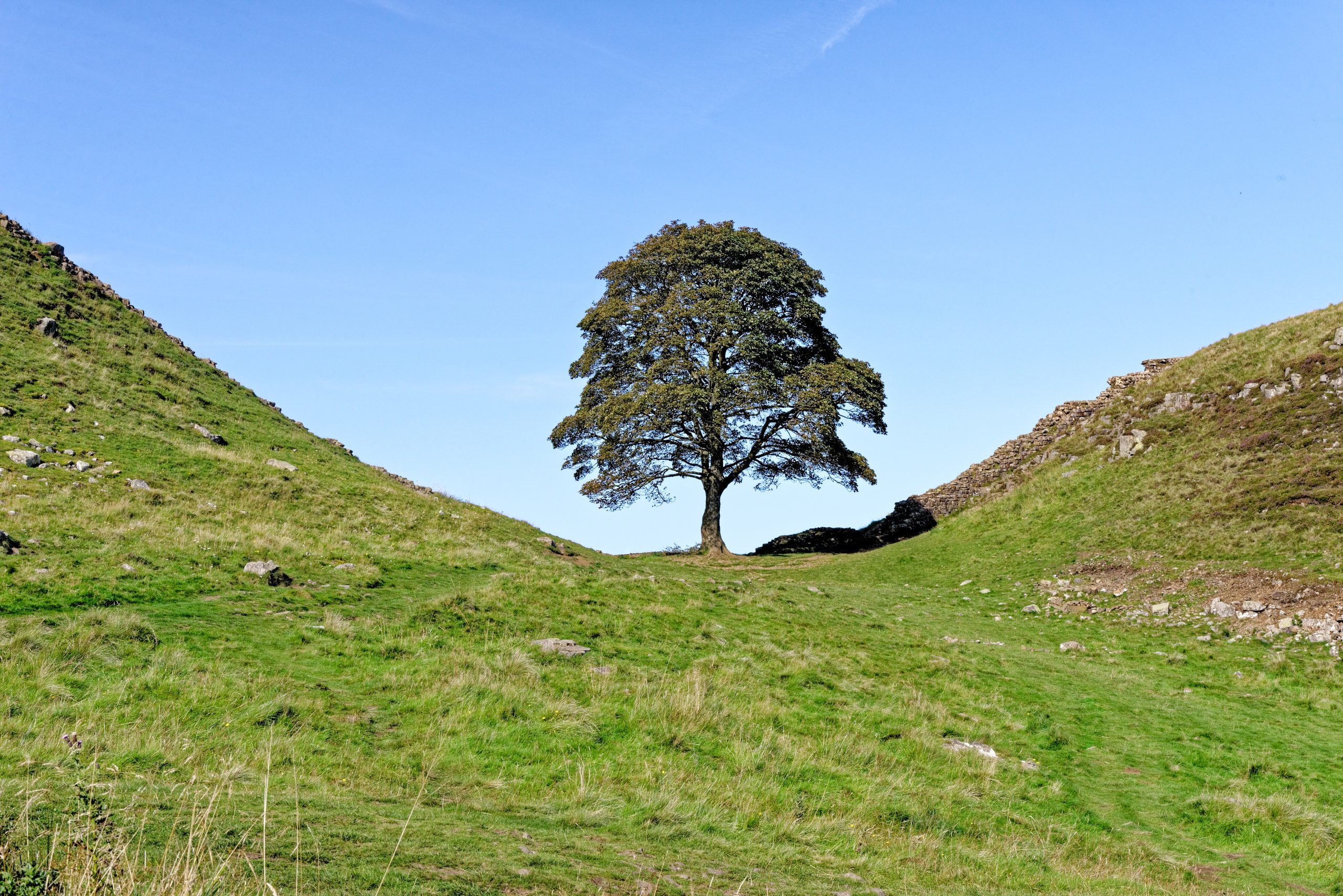 NEWS | The National Trust has announced Woodcraft Folk’s Biblins Youth Campsite as one of the recipients of the 49 ‘Trees of Hope’ Sycamore Gap saplings