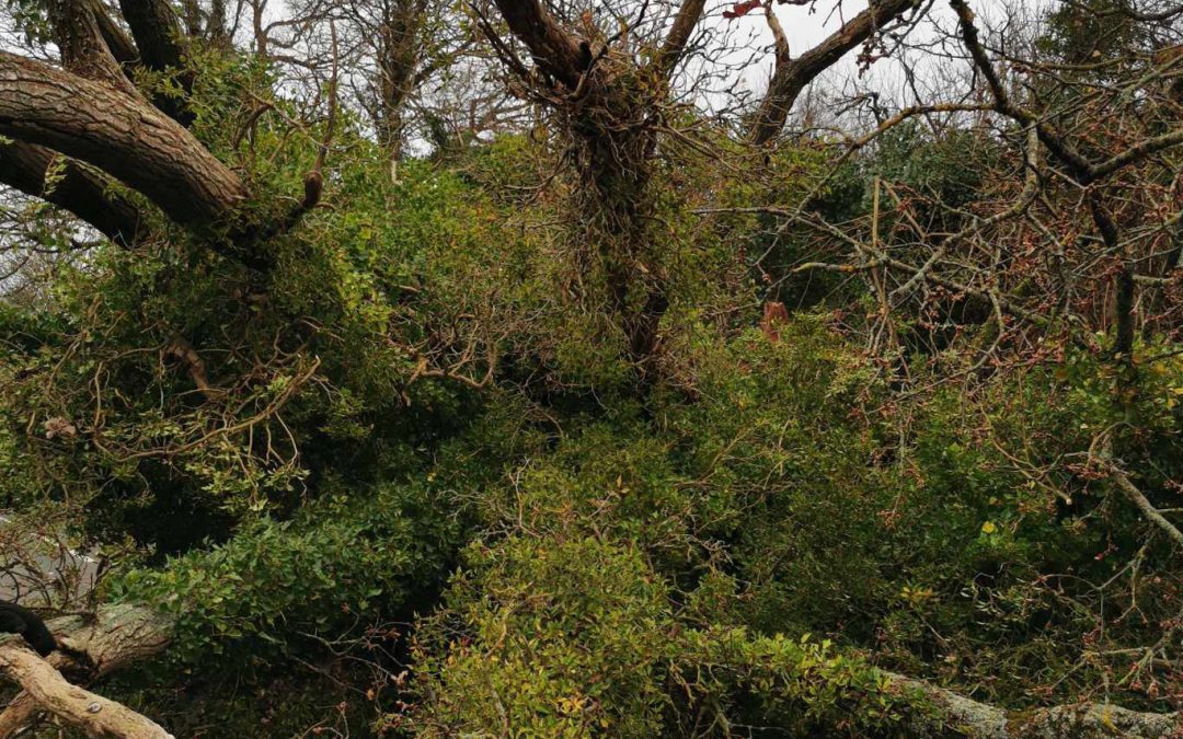 ROAD CLOSURES | A number of roads remains closed this morning following Storm Darragh