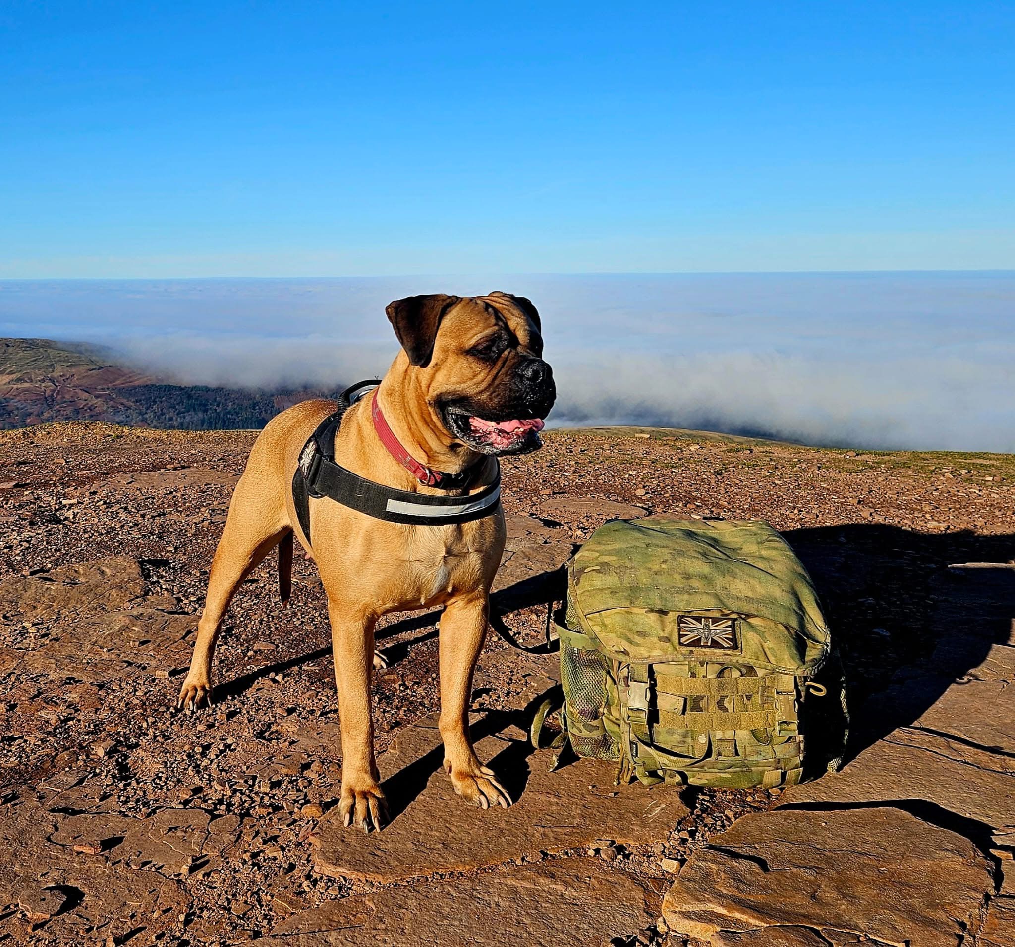 MISSING DOG | The owner of a dog that was spooked and ran off from the summit of Pen y Fan on Saturday is desperately appealing for help to find her