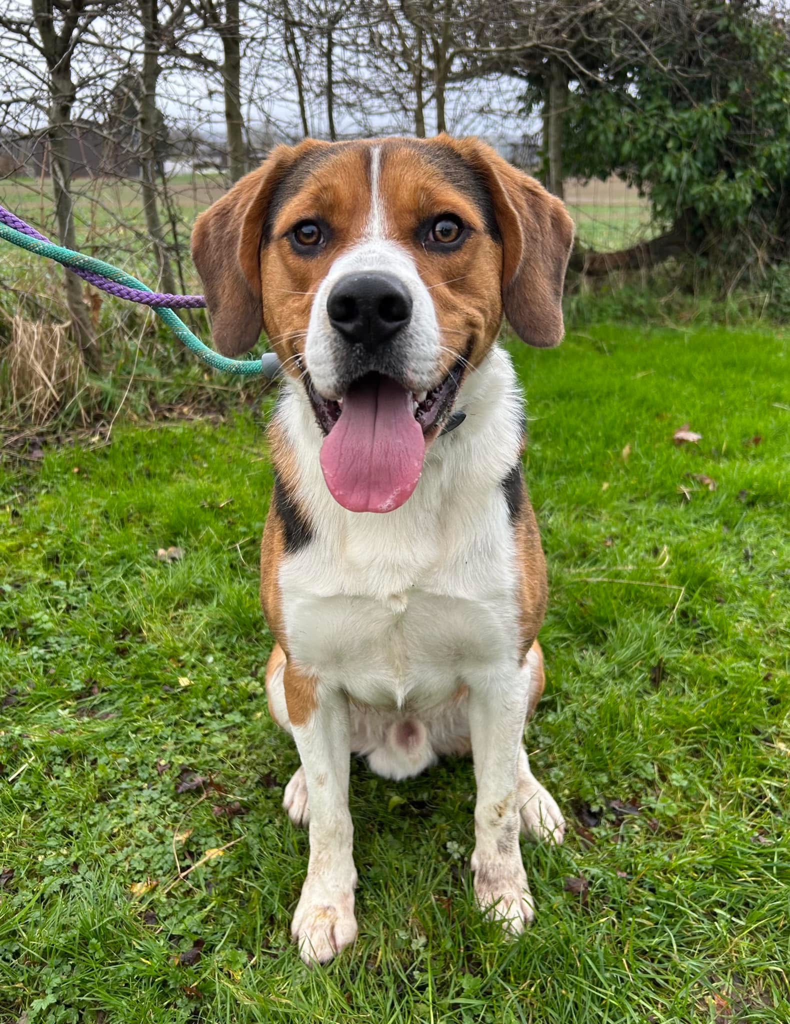 HELP! | Can you help Hereford and Worcester Animal Rescue find a home for beautiful Bingo the Beagle?