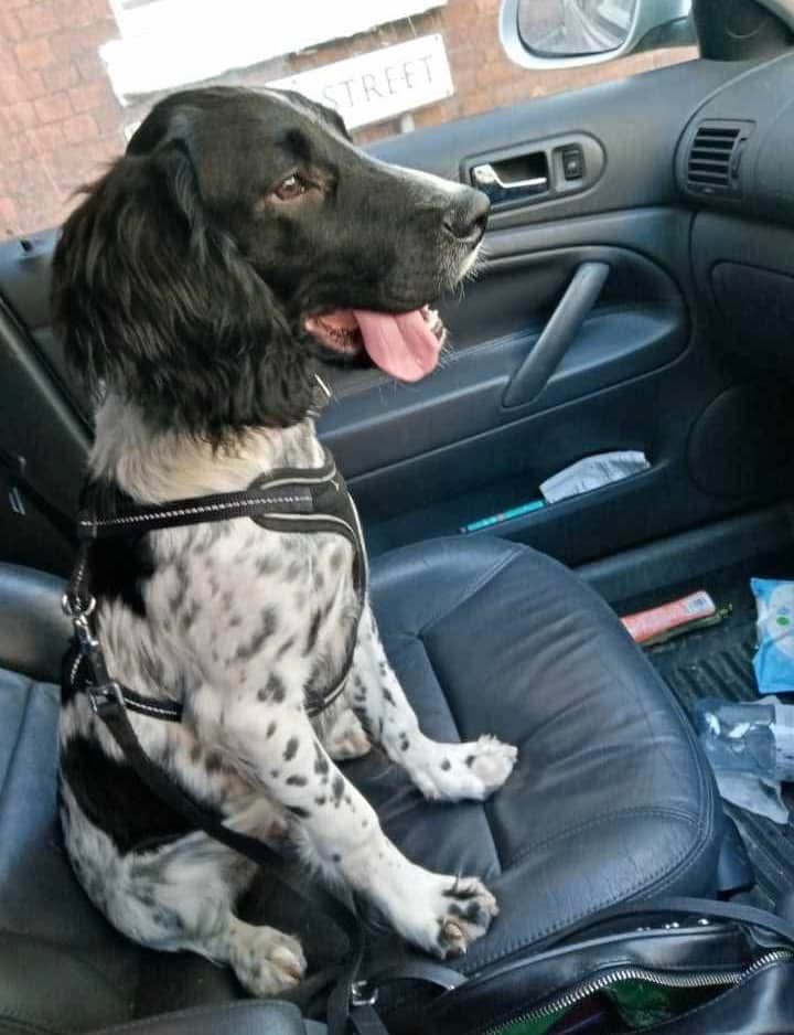 MISSING DOG | Can you help find Blaze who went missing in the Redhill area of Hereford on New Year’s Eve?