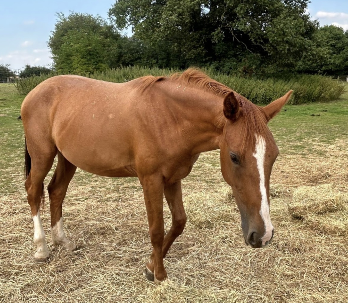 NEWS | The owners of two neglected equines who were found underweight and suffering unnecessarily have been disqualified from keeping equines for 10 years