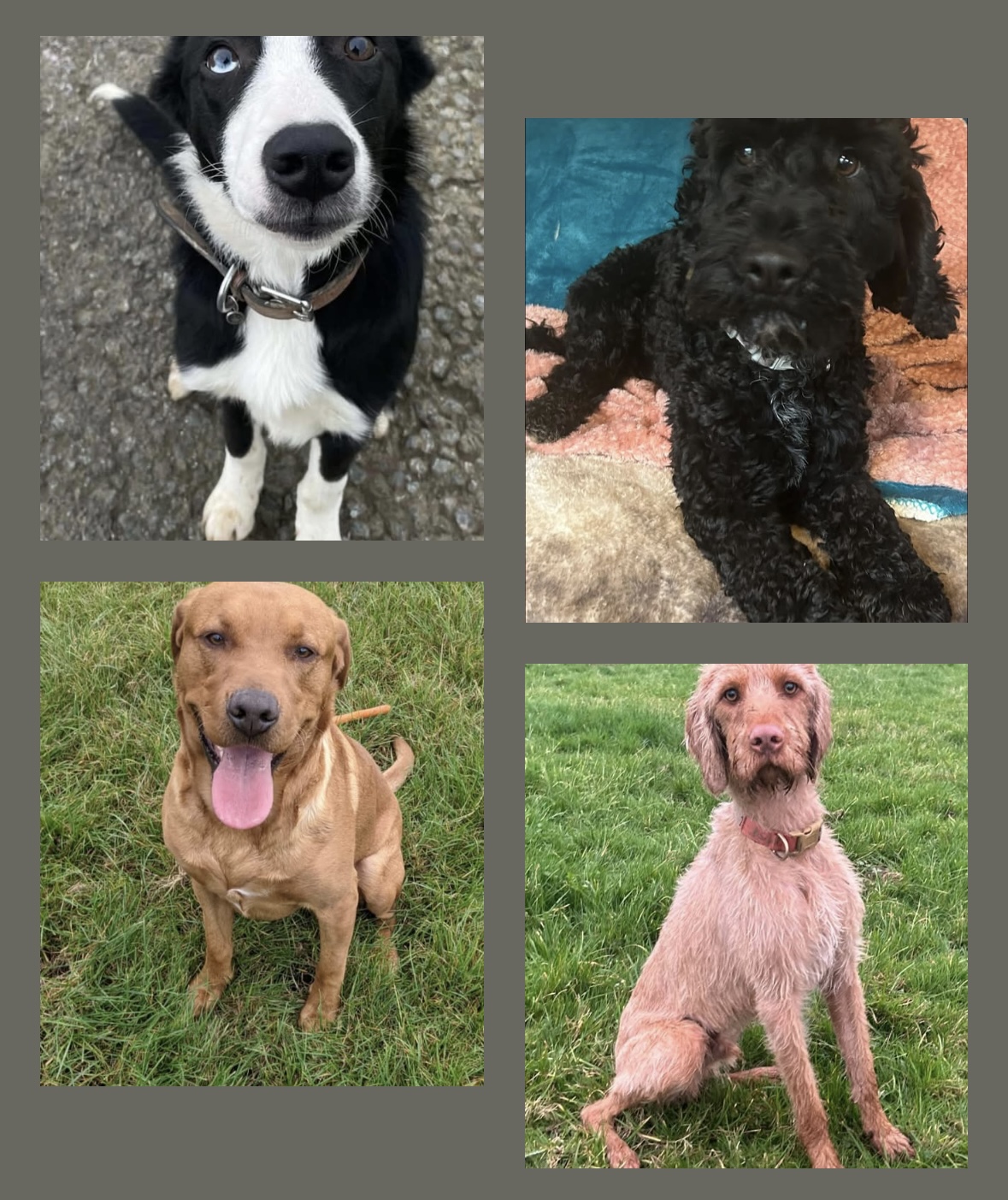 HELP! | Can you help Hay Animal Rescue Team find loving homes for these four wonderful dogs?