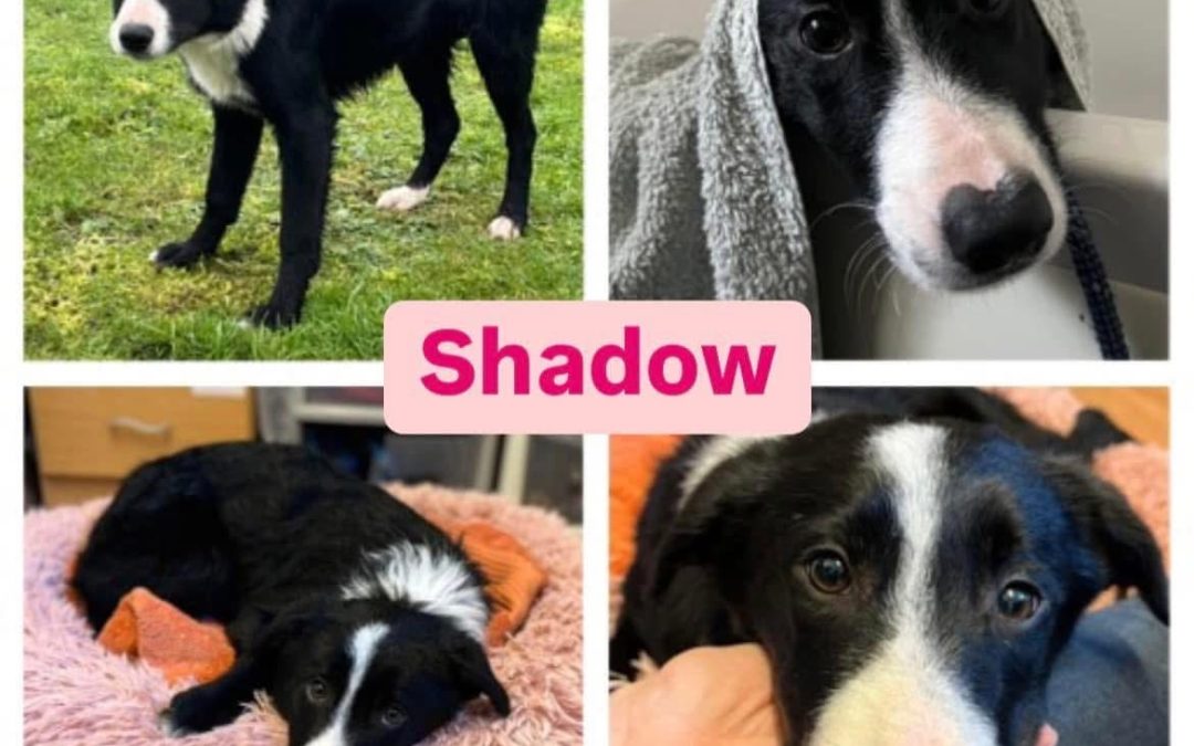 HELP! | Can you help Hereford and Worcester Animal Rescue find a loving home for Shadow who has had a difficult start to life