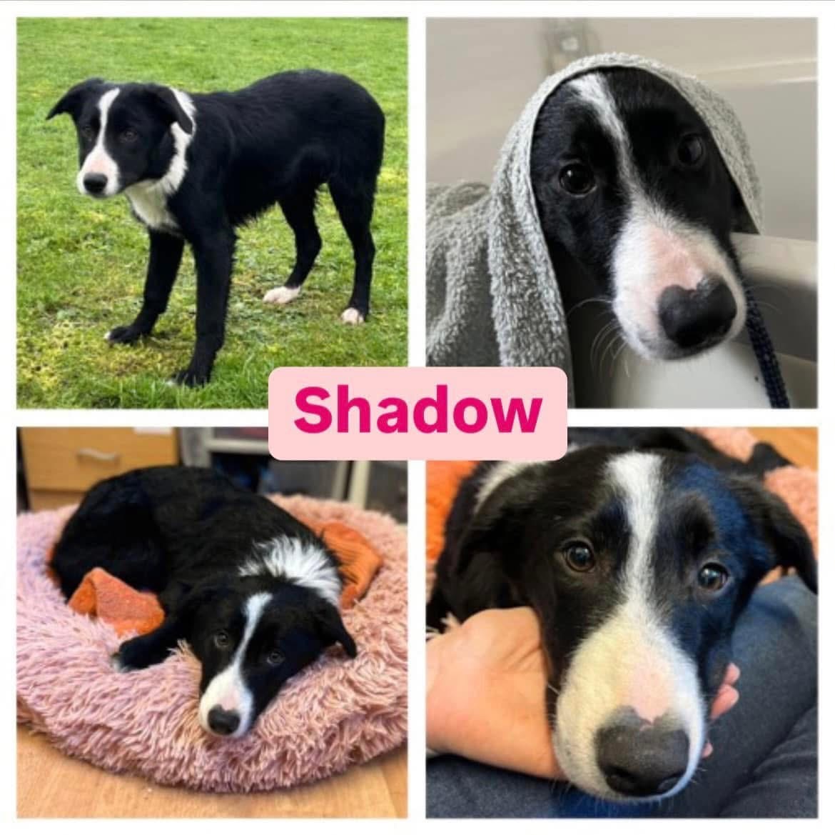 HELP! | Can you help Hereford and Worcester Animal Rescue find a loving home for Shadow who has had a difficult start to life