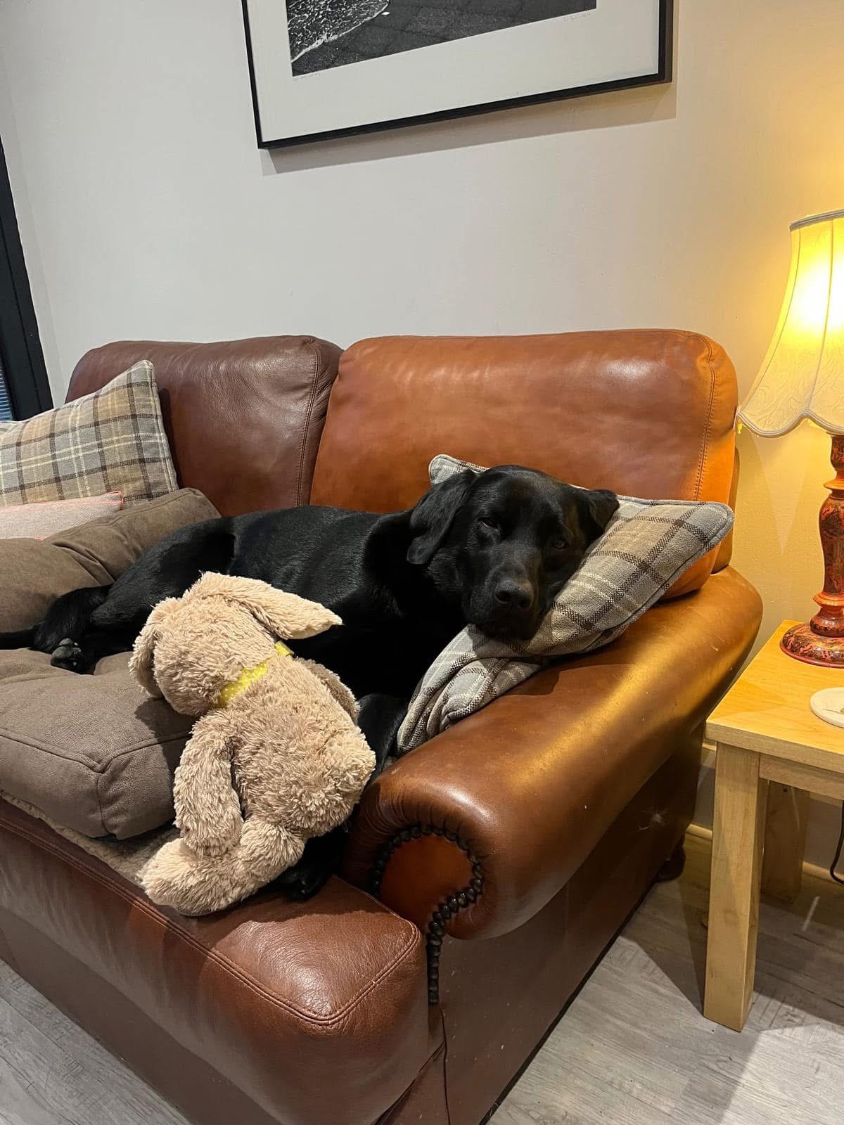 HELP! | Can you help Hay Animal Rescue Team find a loving home for 5-year-old Labrador Boo?