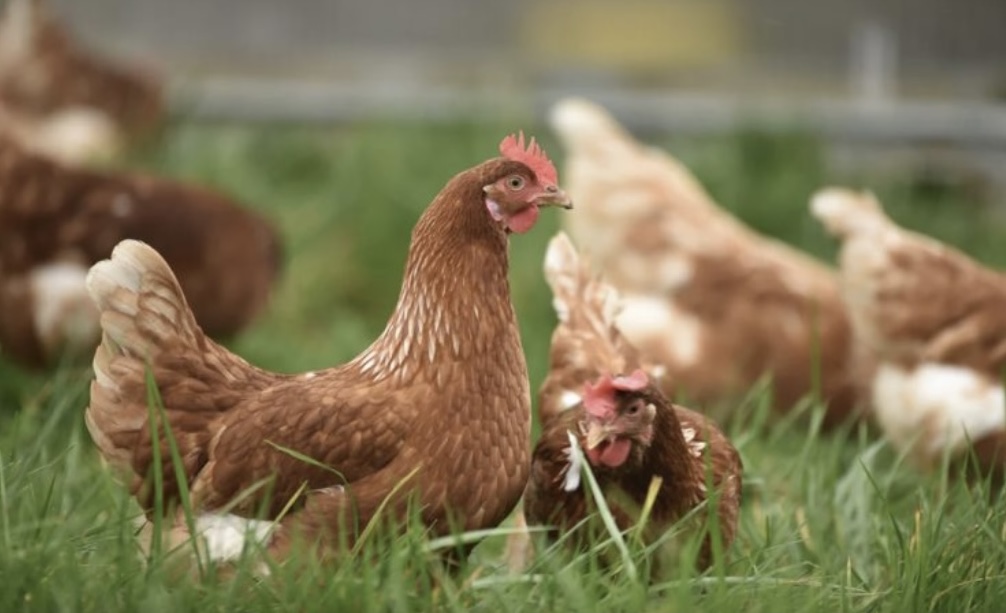 BREAKING NEWS | The UK Health Security Agency confirms that a person in the West Midlands region has been confirmed as having bird flu