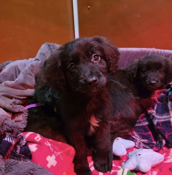 NEWS | Four little puppies have been handed in to Forest Dog Rescue after being discovered in a shed