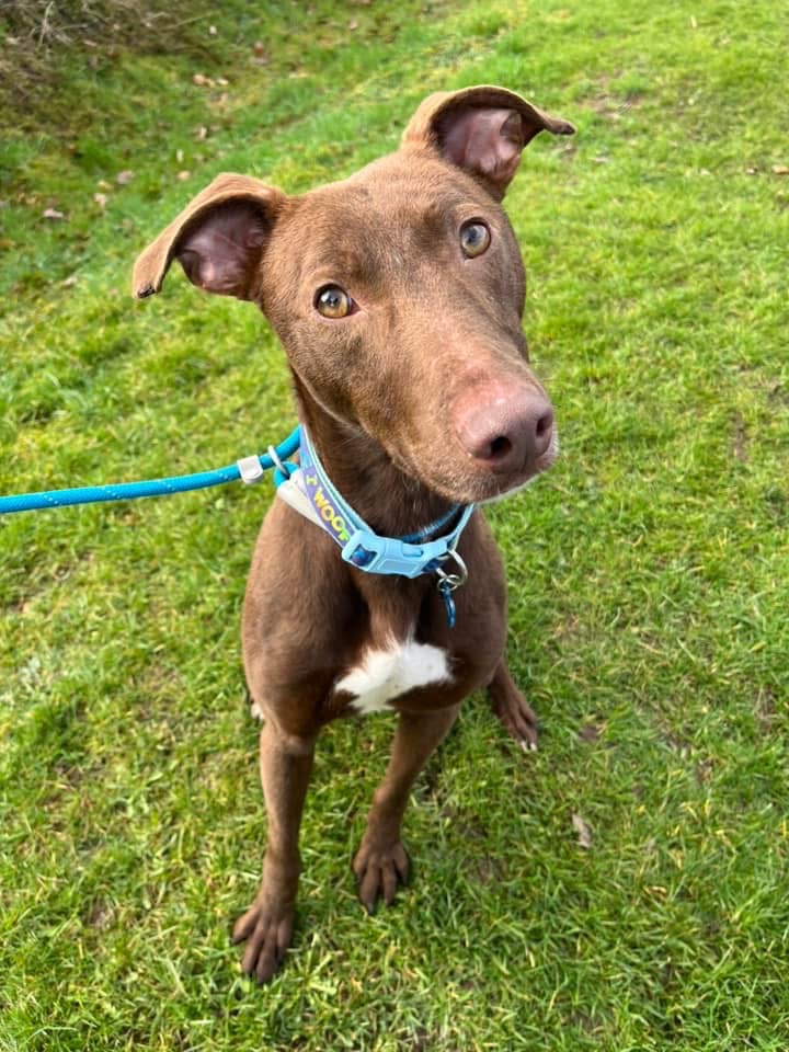 HELP! | Can you help find a loving and caring home for Dave who is approximately 18 months old?