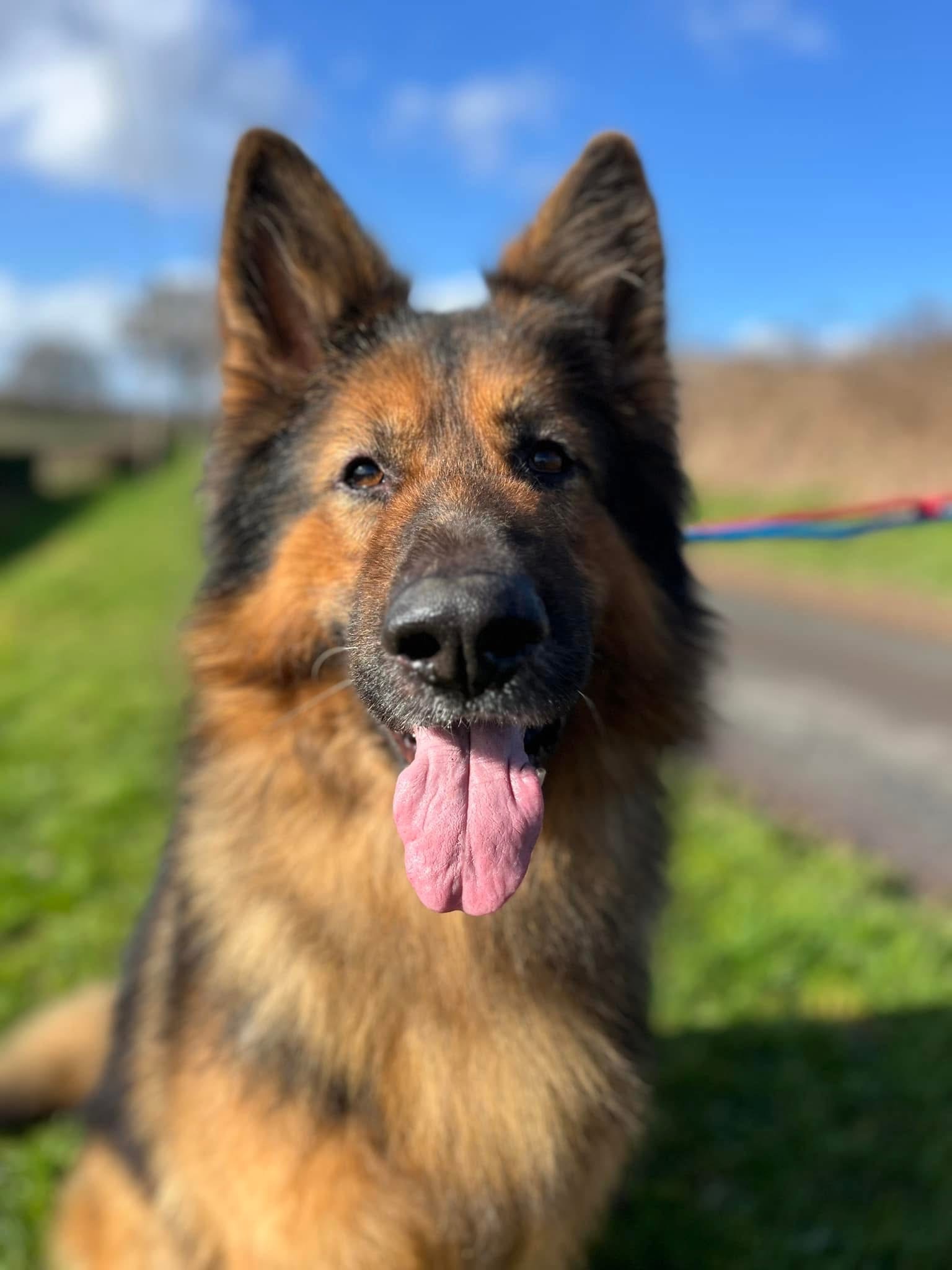 HELP! | Can you help Hereford and Worcester Animal Rescue find a new home for Percy the German Shepherd