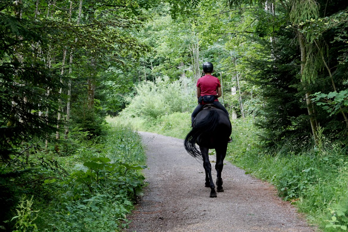 POLICE APPEAL | Police issue an appeal after two incidents involving dogs being off a lead and out of control around horses in Herefordshire