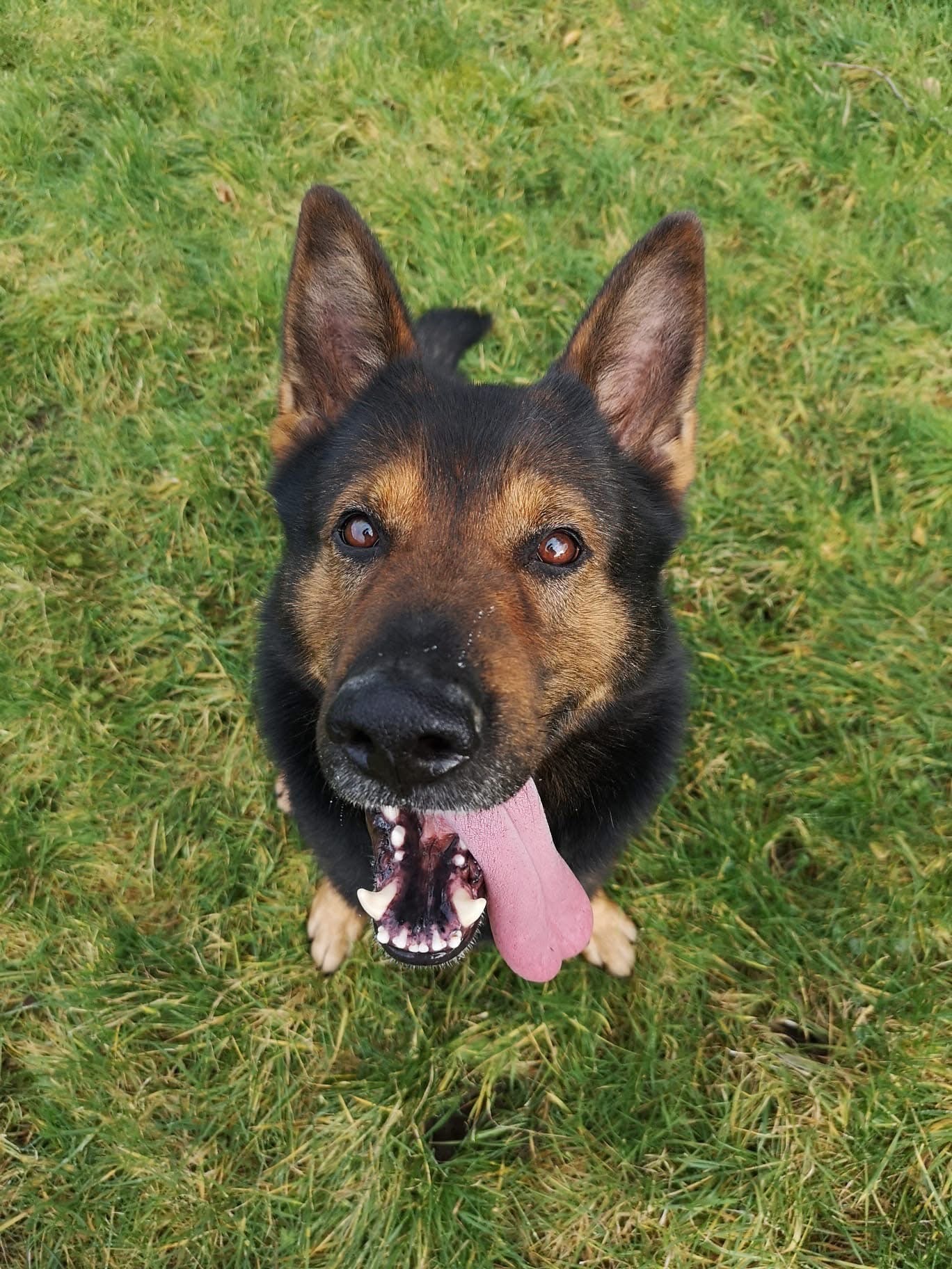 TRIBUTE | Tributes paid to Retired Police Dog Taylor who passed away on 4th February after several years of dedicated service