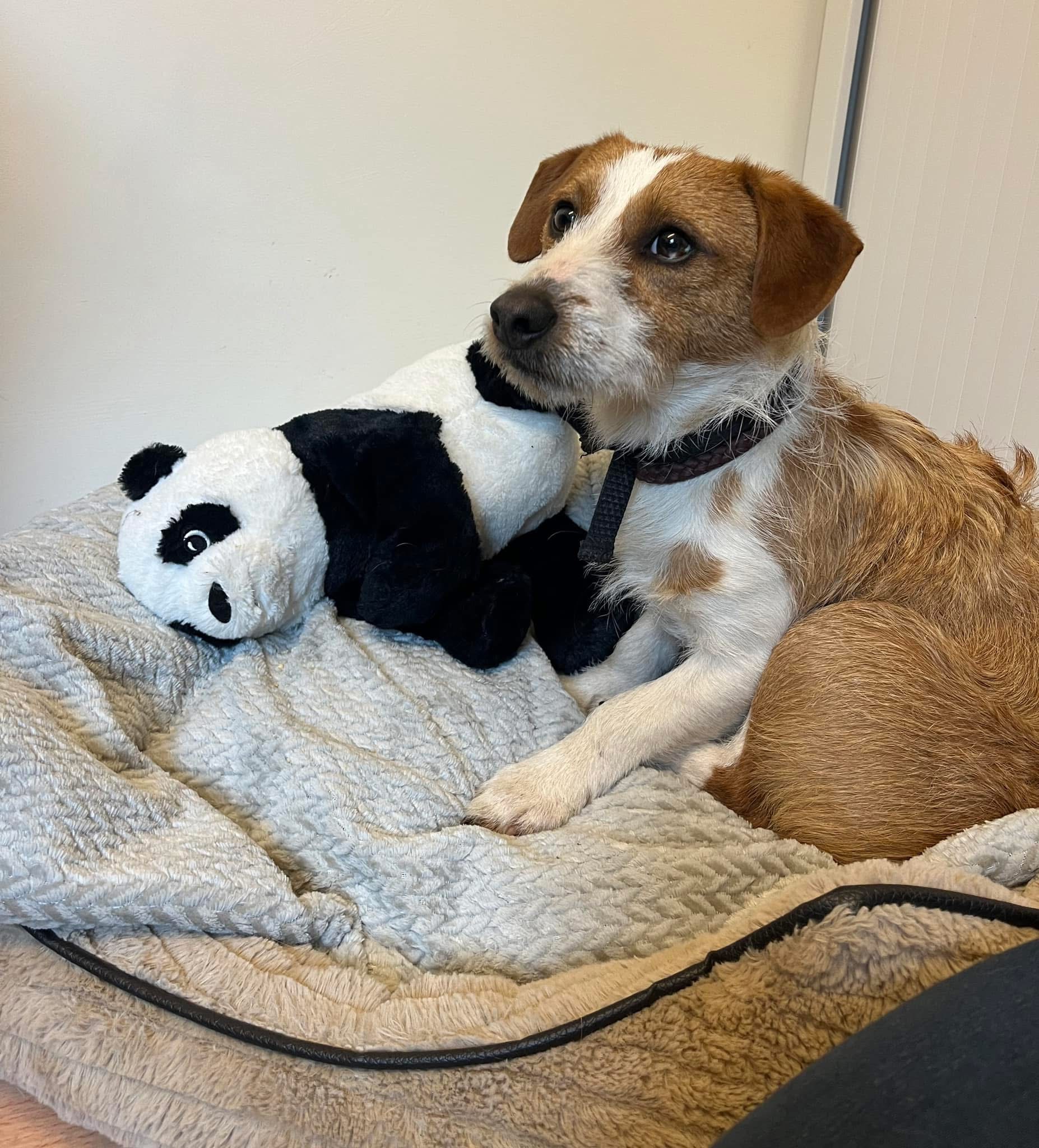 URGENT | Hereford and Worcester Animal Rescue issue urgent plea for information after a dog was found seemingly abandoned in a crate in Herefordshire