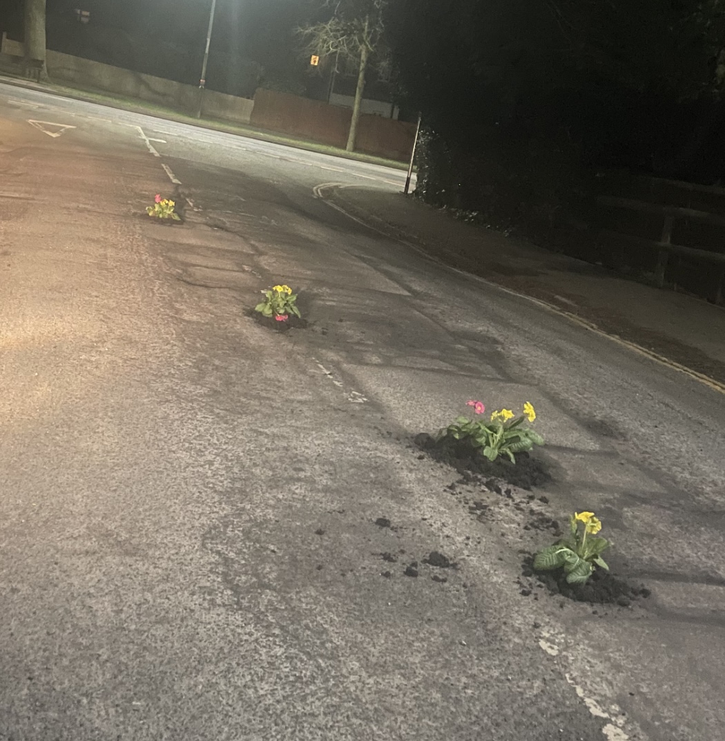 NEWS | Residents on one street in Hereford are that annoyed with potholes – that they’ve now started planting plants in each one! 