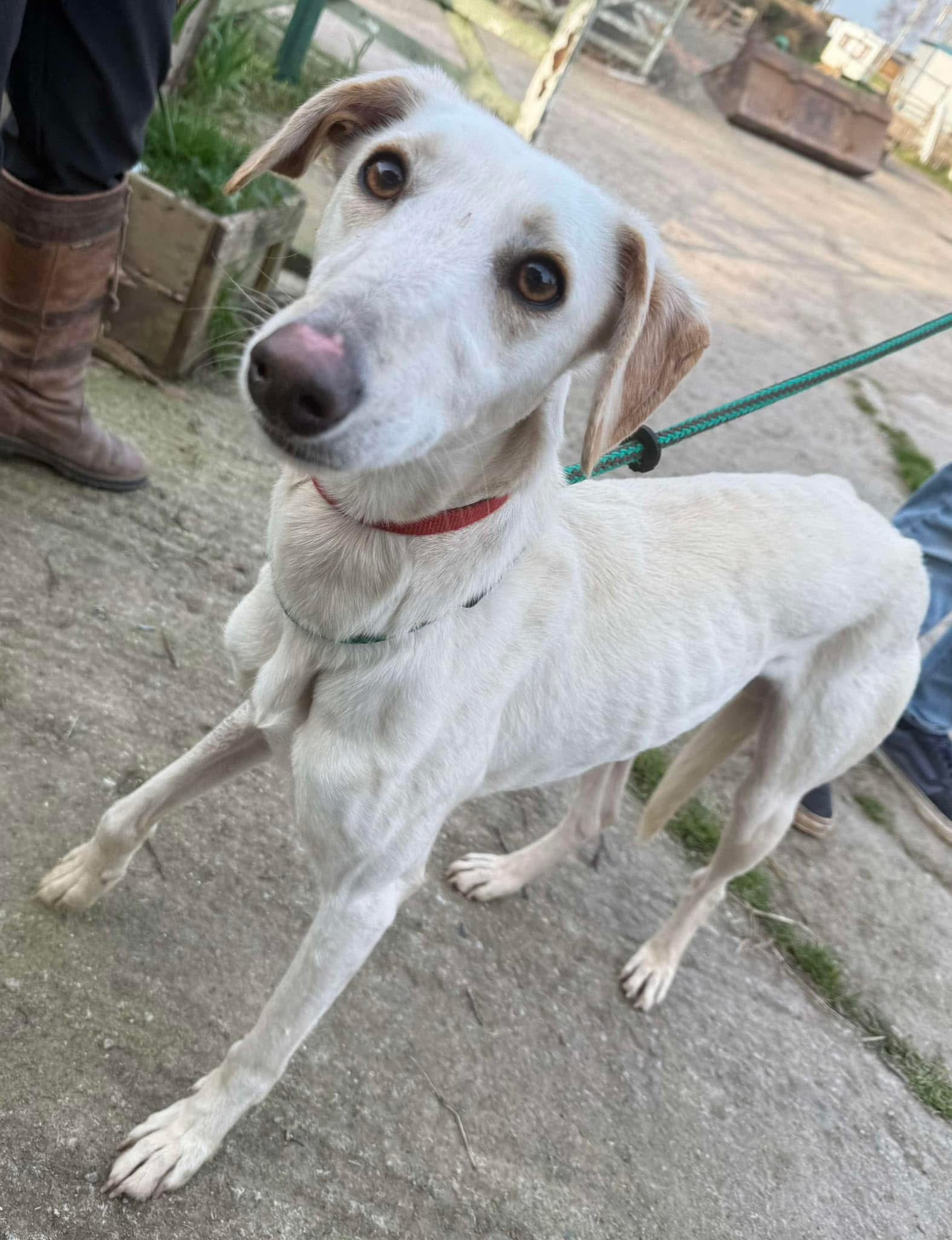 HELP! | Can you help Hereford and Worcester Animal Rescue find the owners of this dog that has been found in Herefordshire?