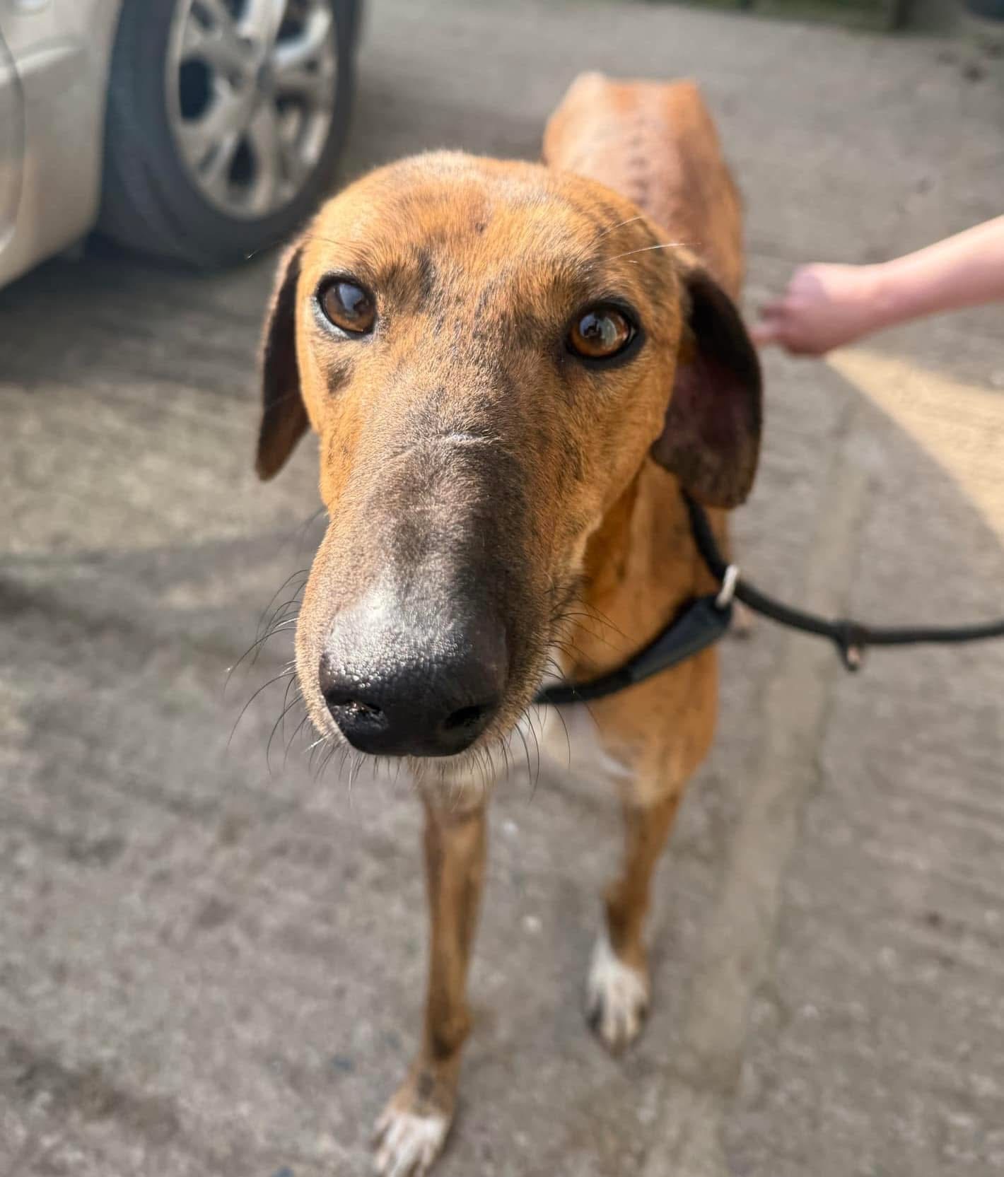 HELP! | Can you help Hereford and Worcester Animal Rescue find the owners of this dog that has been found in Herefordshire