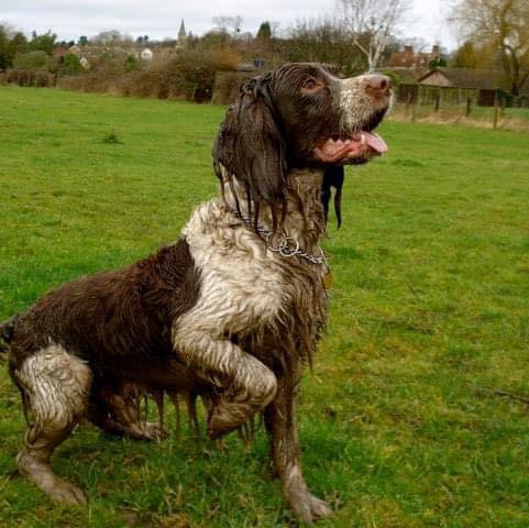 NEWS | Dog owners urged to recognise the signs of ‘Alabama Rot’ with at least three cases recorded in Herefordshire over the past twelve months