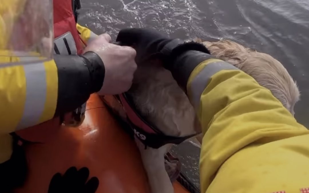 WATCH | The incredible moment that a volunteer crew helped to rescue a 3-year-old golden retriever dog that was in deep water