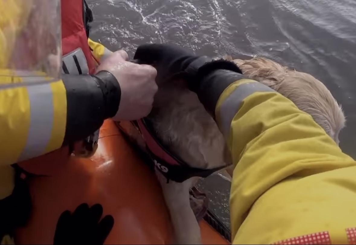 WATCH | The incredible moment that a volunteer crew helped to rescue a 3-year-old golden retriever dog that was in deep water