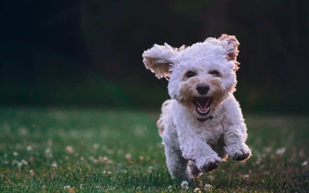 NEWS | Important information for dog owners in Herefordshire and the surrounding area – particularly those that walk their dogs in the countryside