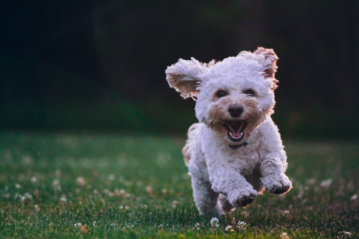 NEWS | Important information for dog owners in Herefordshire and the surrounding area – particularly those that walk their dogs in the countryside