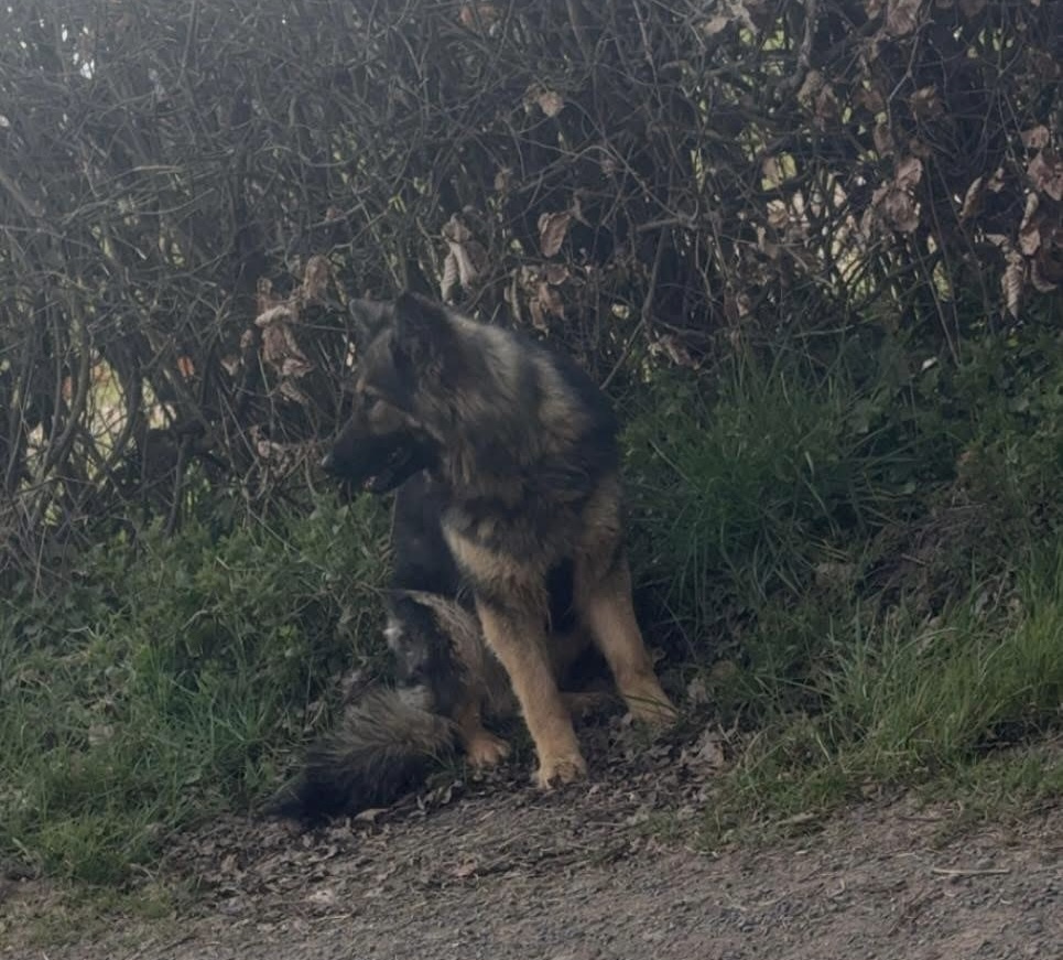 URGENT APPEAL | An urgent appeal has been launched after a dog was spotted loose along a busy route in Herefordshire this afternoon