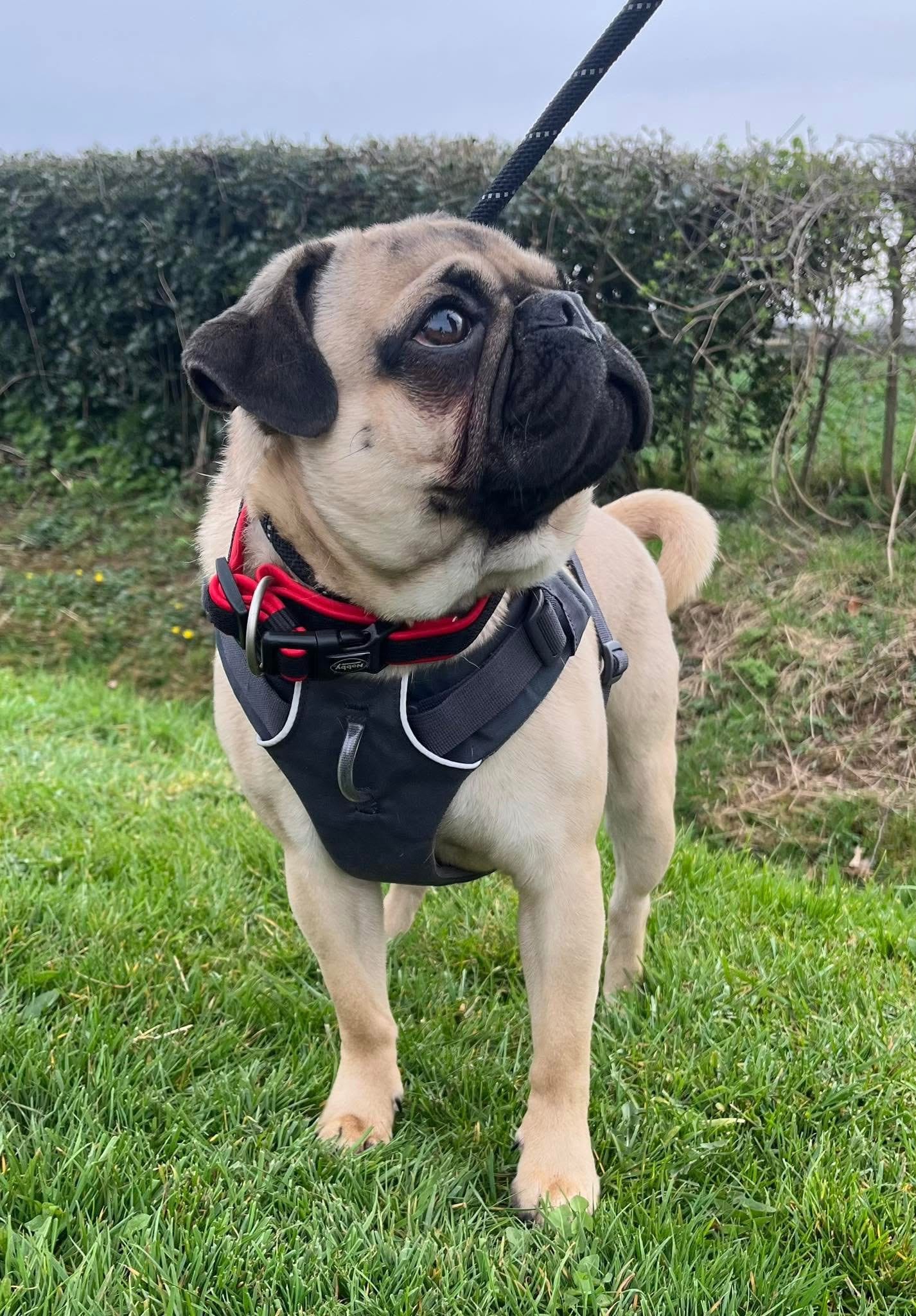 HELP! | Can you help Hereford and Worcester Animal Rescue find a loving home for Frank