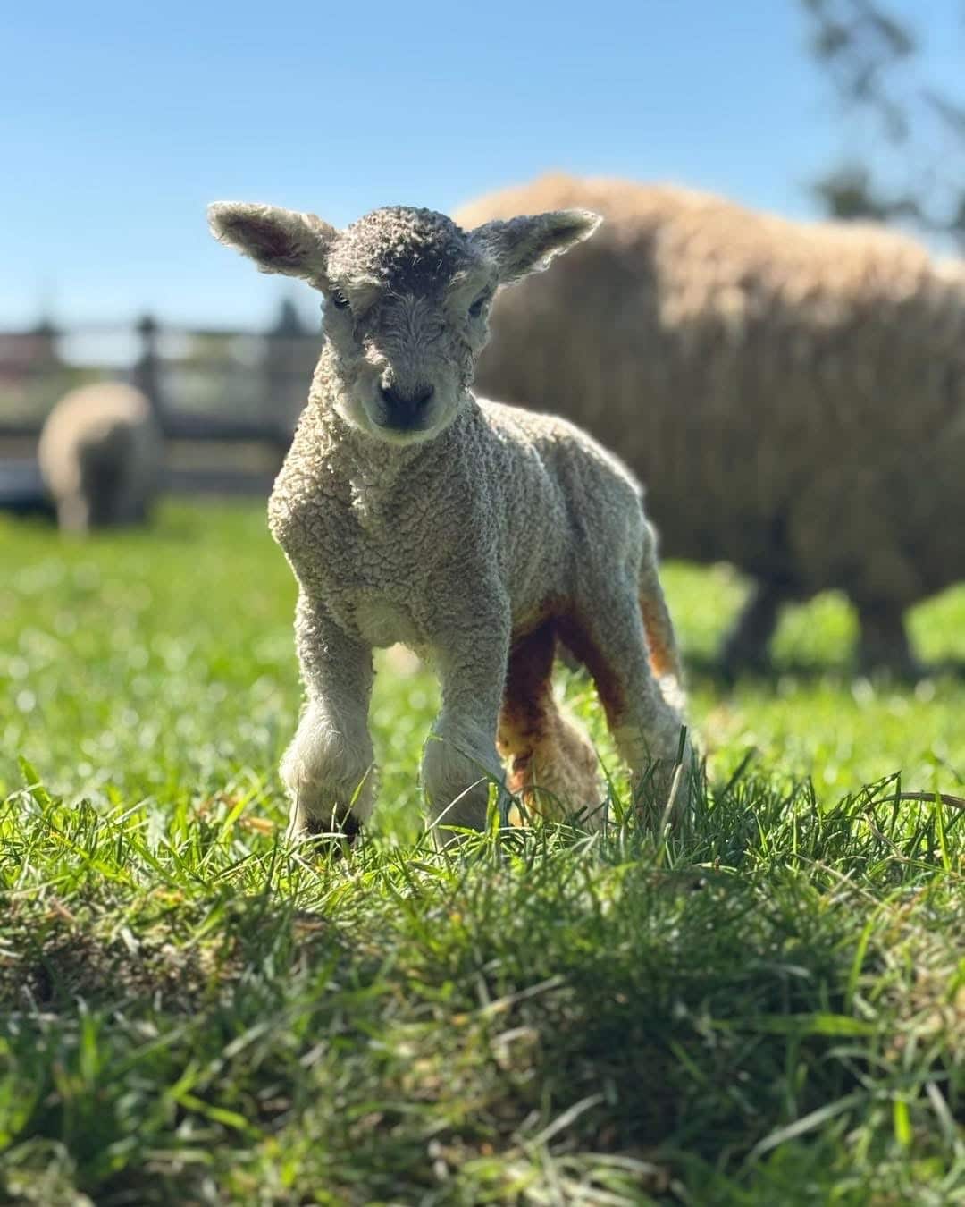 FEATURED | Meet the new arrivals at the fabulous Small Breeds Farm Park in Herefordshire this weekend!