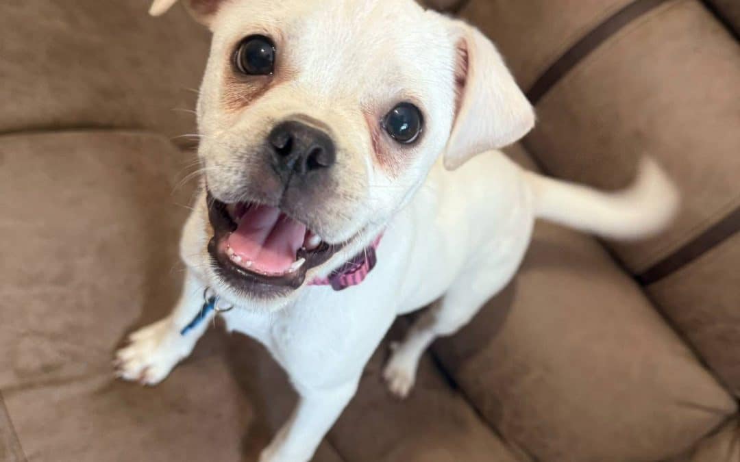 HELP! | Can you help Hereford and Worcester Animal Rescue find a home for Coco?