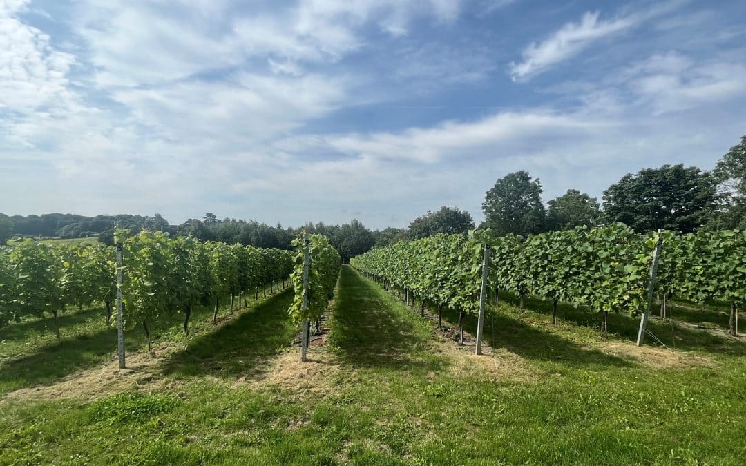 FEATURED | Award-winning vineyard offers English Wine Week ‘Taste of Herefordshire’ tours & tastings