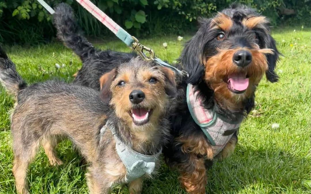 HELP! | Can you help Hereford and Worcester Animal Rescue find a home for Max & Audrey?