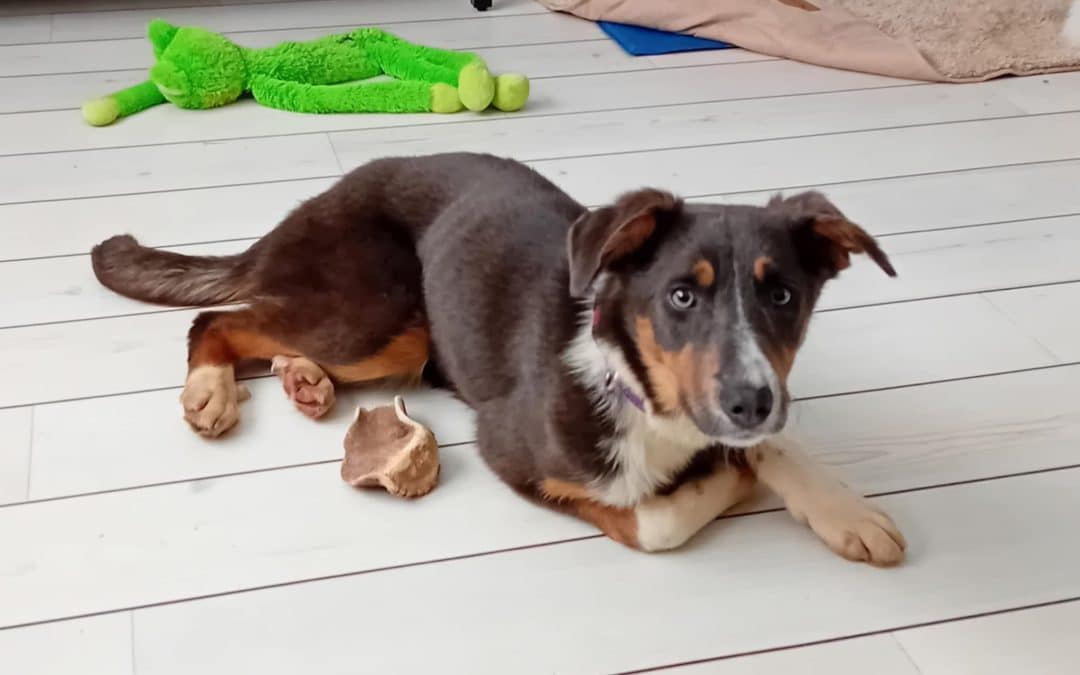 HELP! | Can you help Hereford and Worcester Animal Rescue find a loving a home for 7-month old Margot