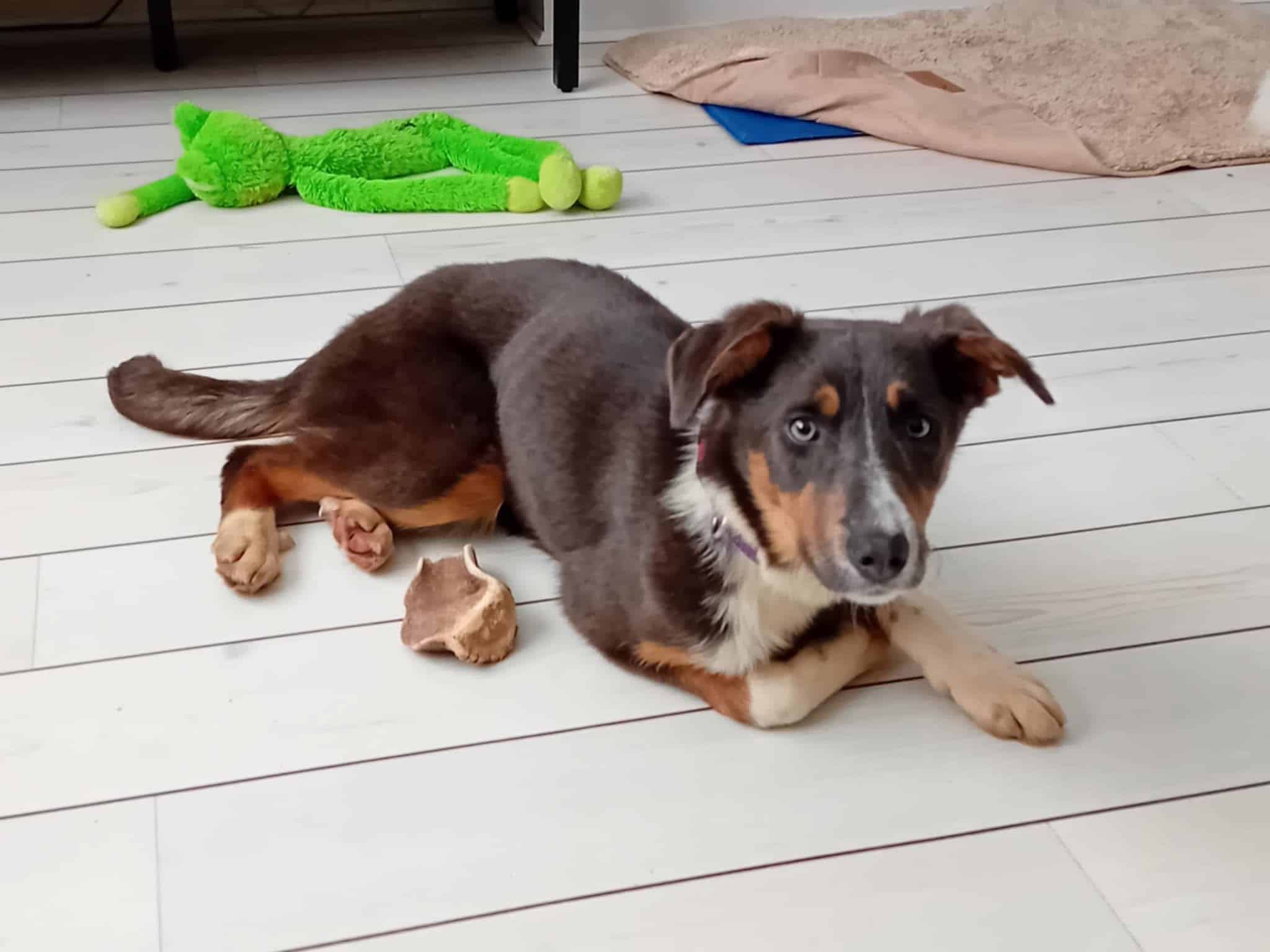 HELP! | Can you help Hereford and Worcester Animal Rescue find a loving a home for 7-month old Margot