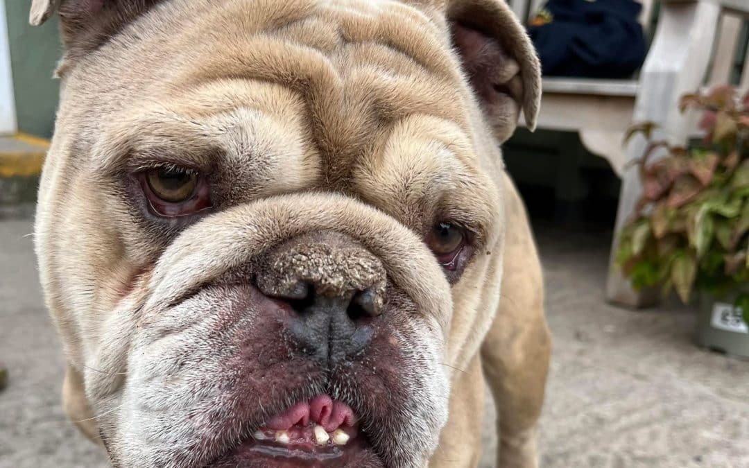 HELP! | Do you recognise this stray dog that was found in the Belmont area of Hereford today?