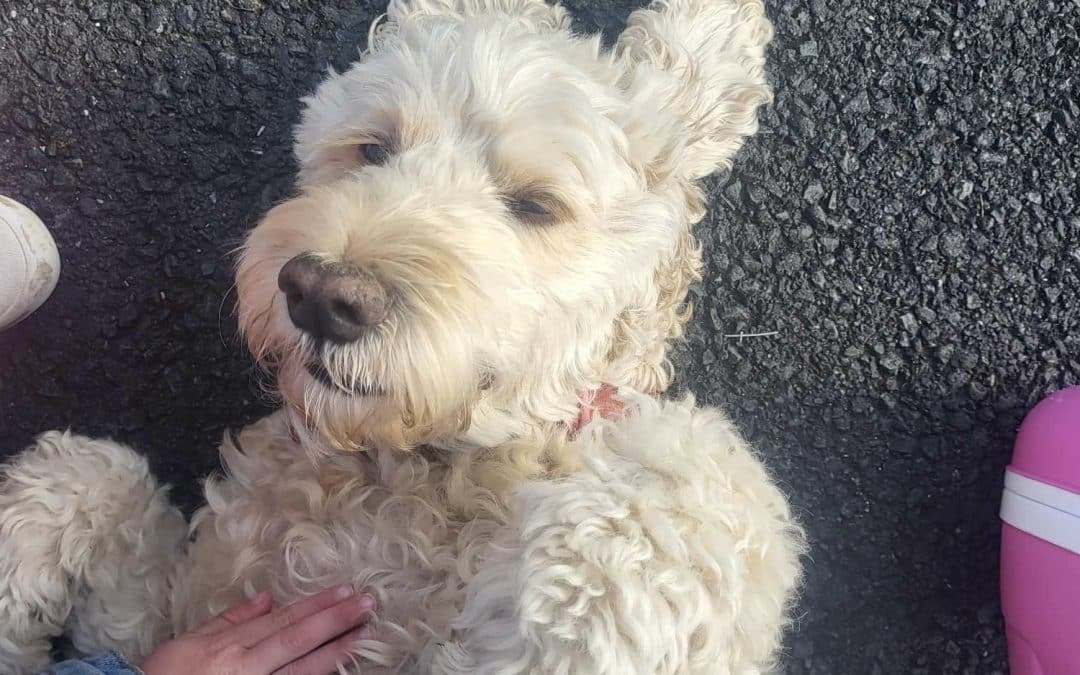 HELP! | Can you help find the owners of this dog that was found on Ross Road in Hereford this morning?