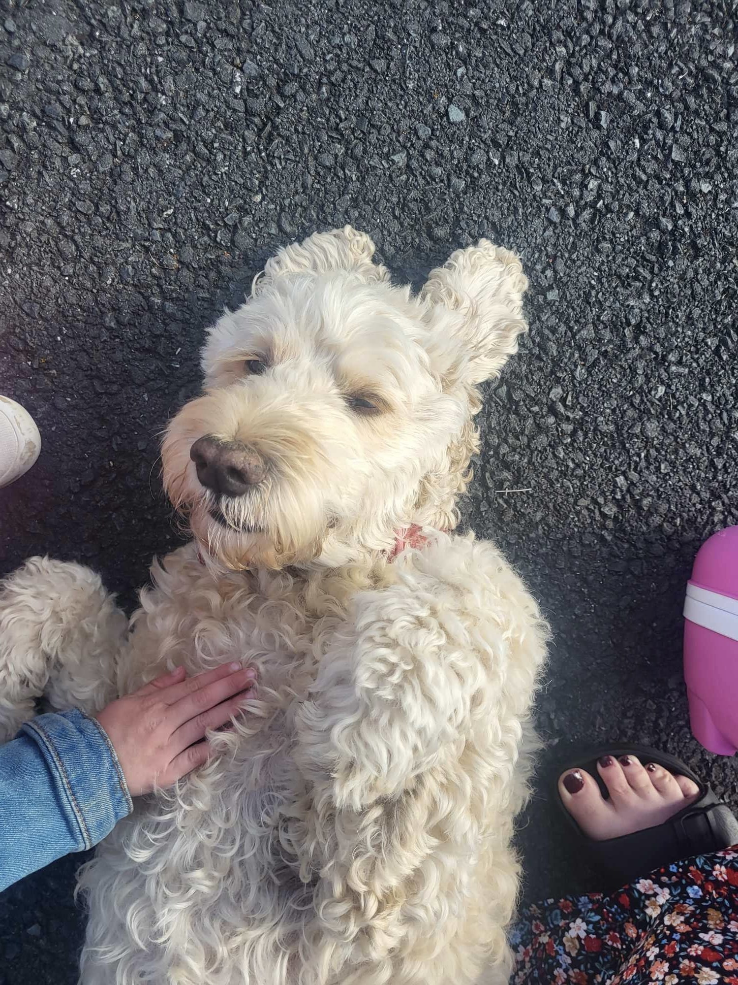 HELP! | Can you help find the owners of this dog that was found on Ross Road in Hereford this morning?