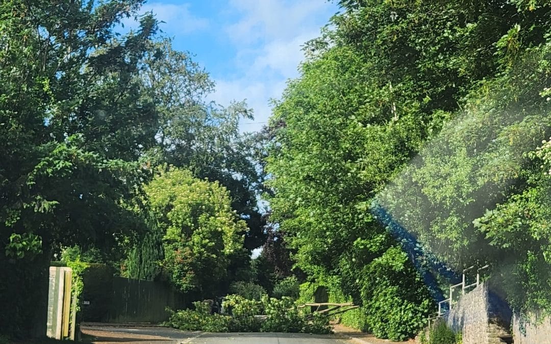 FALLEN TREE | A fallen tree is blocking a busy route in Herefordshire this morning