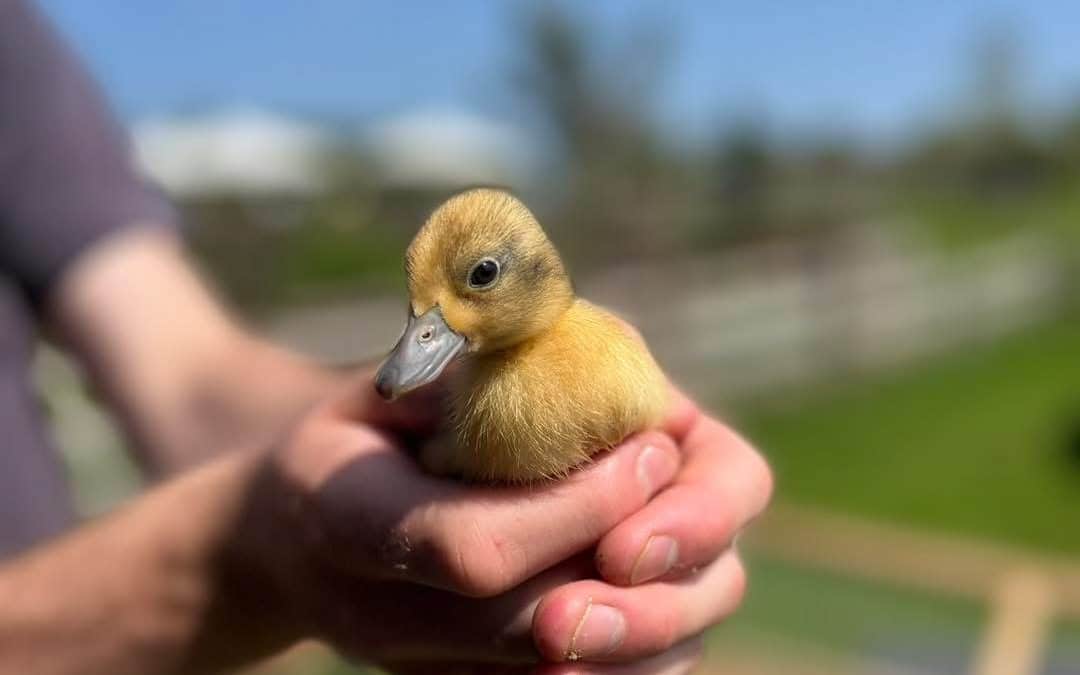 FEATURED | Meet the new arrivals at the fabulous Small Breeds Farm Park in Herefordshire this half term week!