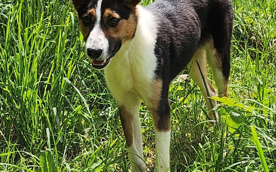 HELP! | Can you help Hereford and Worcester Animal Rescue find a home for Maisy?