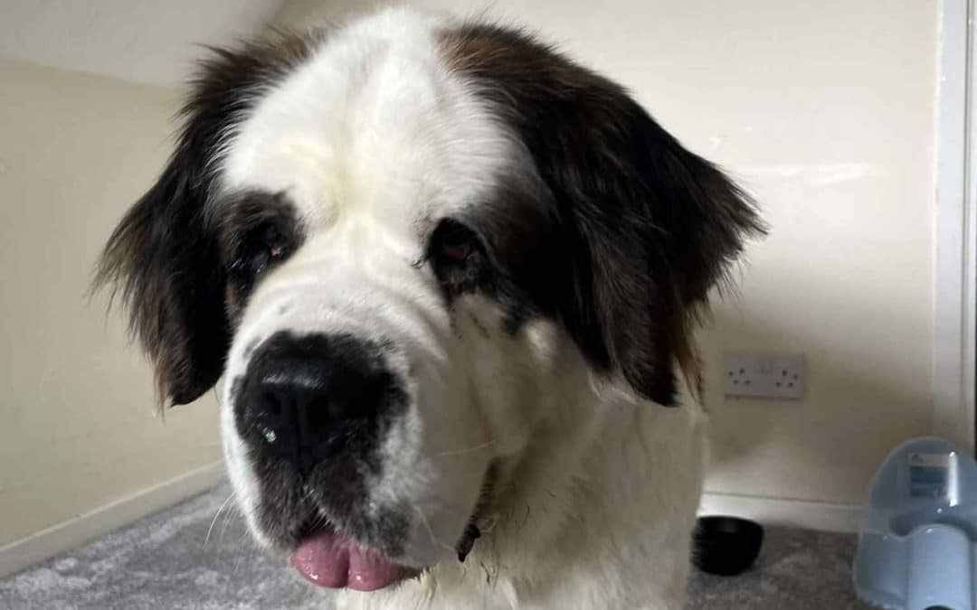 MISSING DOG | Have you seen this dog that is missing from the Lower Bullingham area of Hereford?