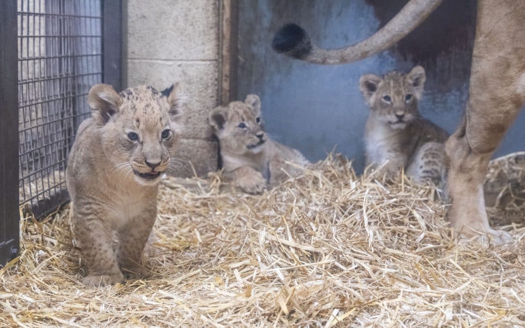 NEWS | Three lion cubs have been born at West Midlands Safari Park with the public set to get a glimpse of them later this summer!