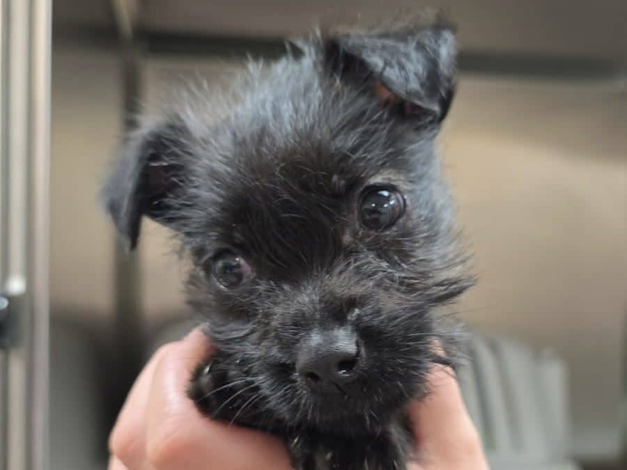 NEWS | A 12-week-old puppy weighing just 900 grams (similar to a loaf of bread) has found abandoned